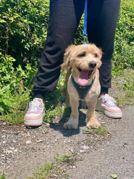 PUFFY dolce cagnolino 1 anno e mezzo cerca adozione  | Foto 2