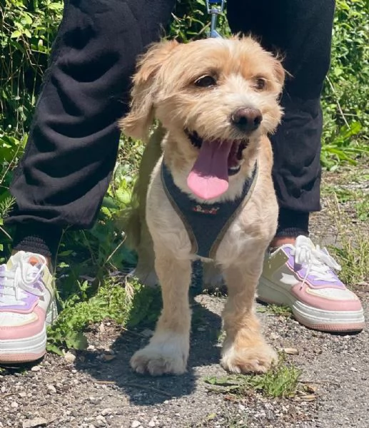 PUFFY dolce cagnolino 1 anno e mezzo cerca adozione  | Foto 1