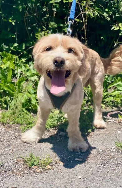 PUFFY dolce cagnolino 1 anno e mezzo cerca adozione 