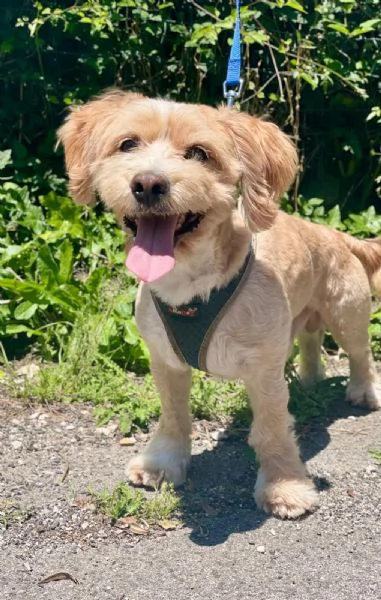 PUFFY dolce cagnolino 1 anno e mezzo cerca adozione  | Foto 0
