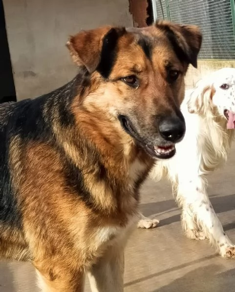 ELEKTRA lupetta 2 anni cerca adozione  canile di Latina | Foto 4