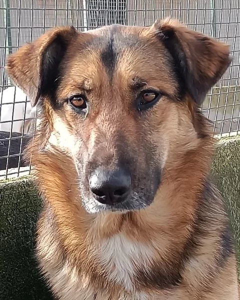 ELEKTRA lupetta 2 anni cerca adozione  canile di Latina | Foto 2