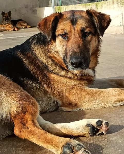 ELEKTRA lupetta 2 anni cerca adozione  canile di Latina | Foto 1
