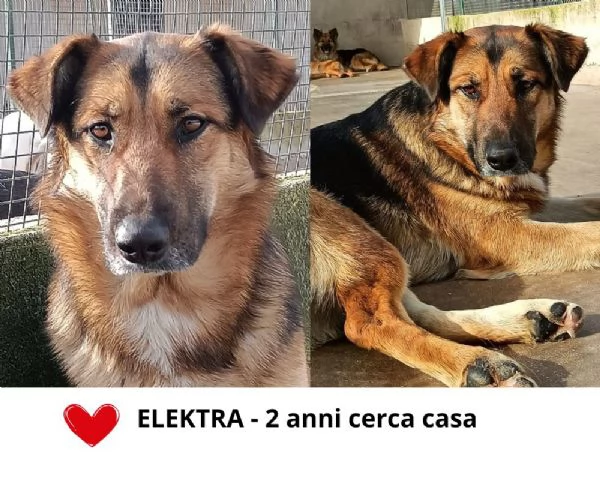 ELEKTRA lupetta 2 anni cerca adozione  canile di Latina