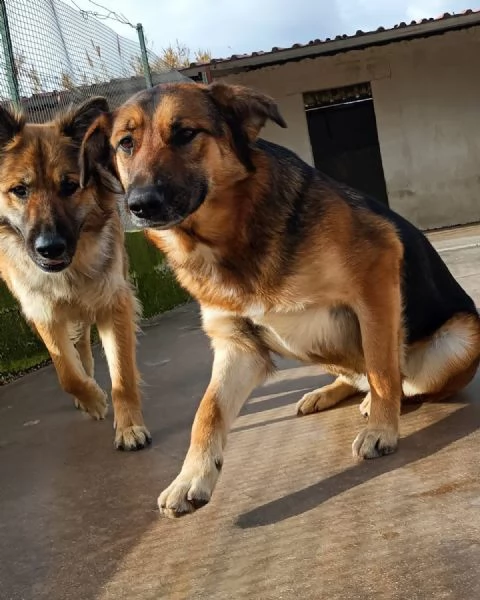 ELEKTRA lupetta 2 anni cerca adozione  canile di Latina | Foto 0