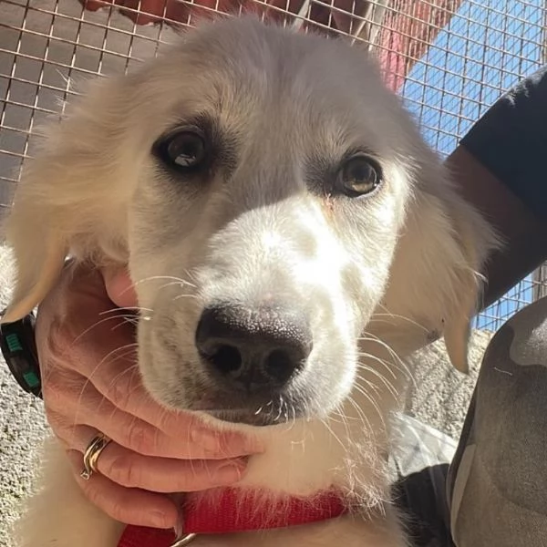 SHIRI meravigliosa cucciolotta 6 mesi cerca adozione  | Foto 5
