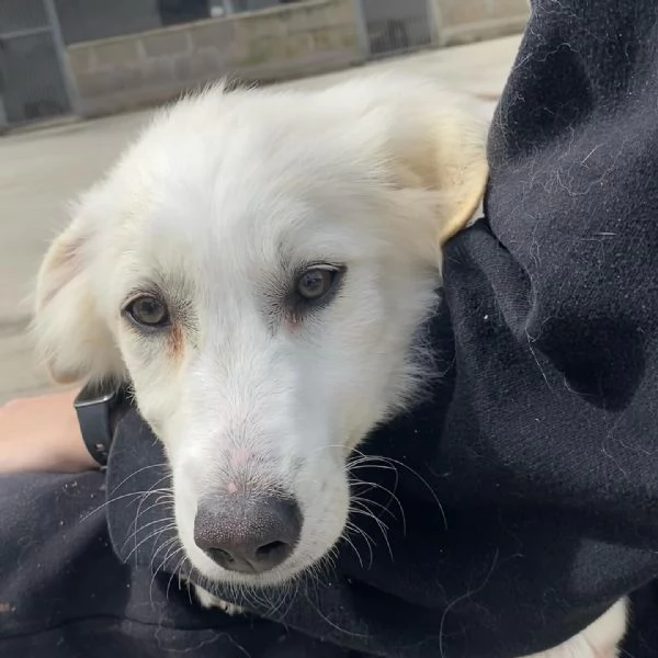 SHIRI meravigliosa cucciolotta 6 mesi cerca adozione  | Foto 4