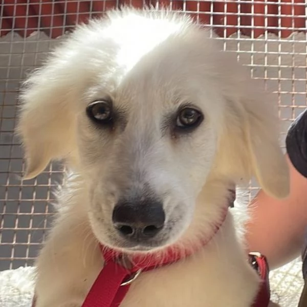 SHIRI meravigliosa cucciolotta 6 mesi cerca adozione 