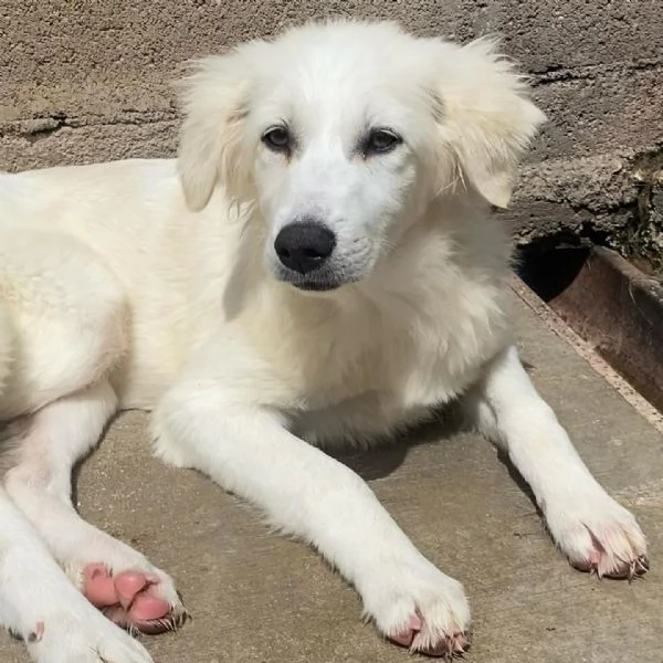 SHIRI meravigliosa cucciolotta 6 mesi cerca adozione  | Foto 3