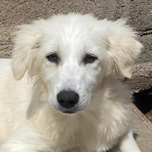 SHIRI meravigliosa cucciolotta 6 mesi cerca adozione  | Foto 2