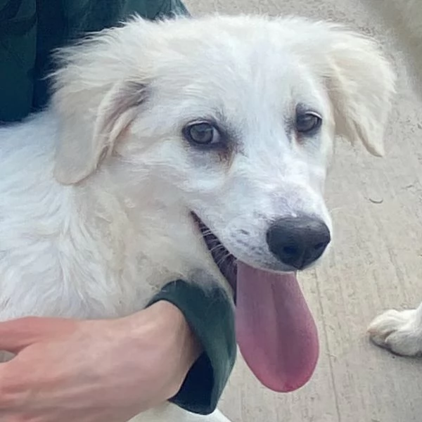 SHIRI meravigliosa cucciolotta 6 mesi cerca adozione  | Foto 0
