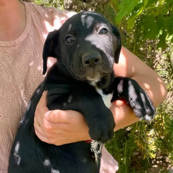 Mirtillo cucciolotto timidino 2 mesi cerca casa  adozione canile di Latina | Foto 3