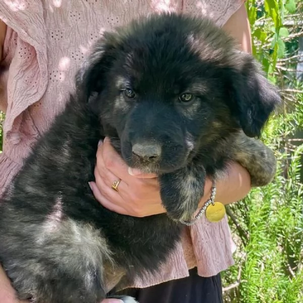 LARISSA cucciola 2 mesi cerca casa  adozione canile di Latina | Foto 2