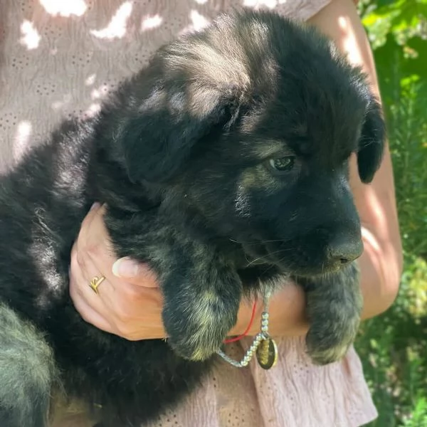 LARISSA cucciola 2 mesi cerca casa  adozione canile di Latina | Foto 1
