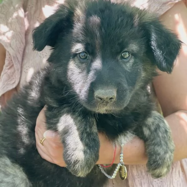 LARISSA cucciola 2 mesi cerca casa  adozione canile di Latina | Foto 0