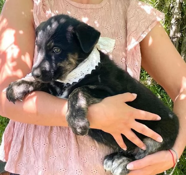 MARLENE dolce cucciola cerca casa  adozione canile di Latina | Foto 2