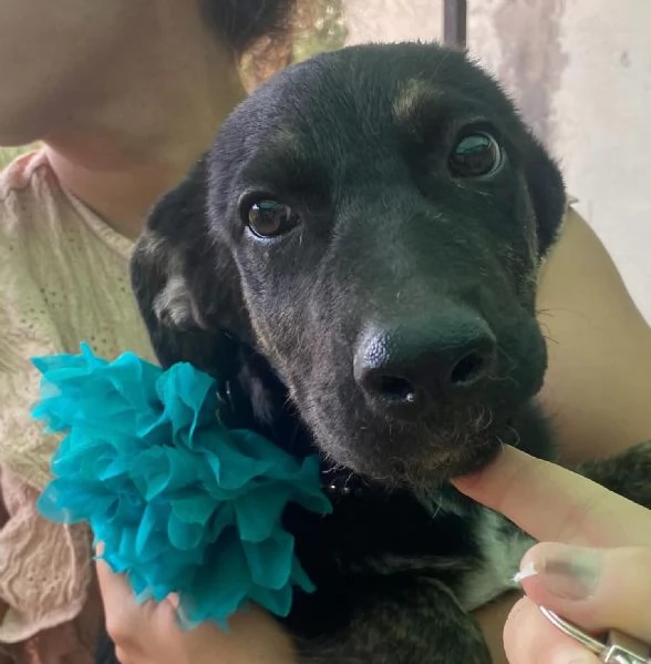 MARLENE dolce cucciola cerca casa  adozione canile di Latina