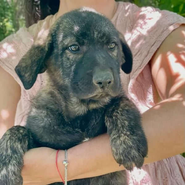 Meryl dolce cucciola tigrata cerca casa  adozione canile di Latina | Foto 1