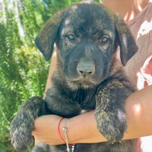Meryl dolce cucciola tigrata cerca casa  adozione canile di Latina