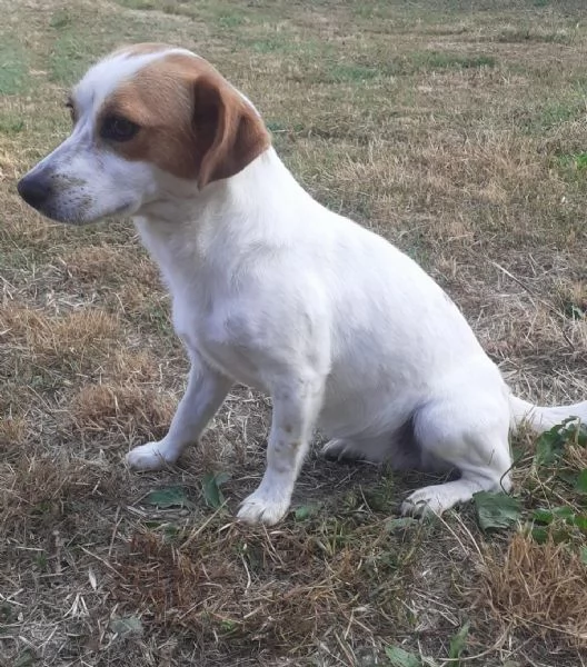 Masha e Leone cercano casa  rinuncia di propriet | Foto 4