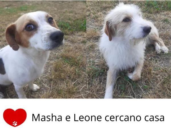 Masha e Leone cercano casa  rinuncia di propriet