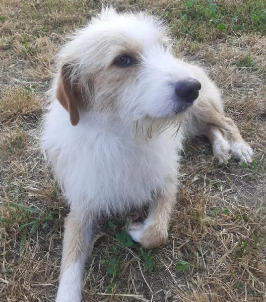 Masha e Leone cercano casa  rinuncia di propriet | Foto 3