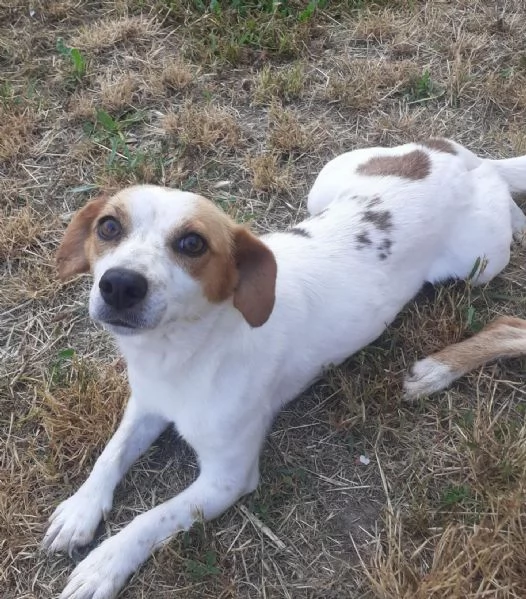 Masha e Leone cercano casa  rinuncia di propriet | Foto 2