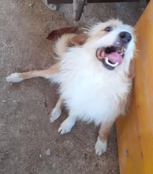 Masha e Leone cercano casa  rinuncia di propriet | Foto 1