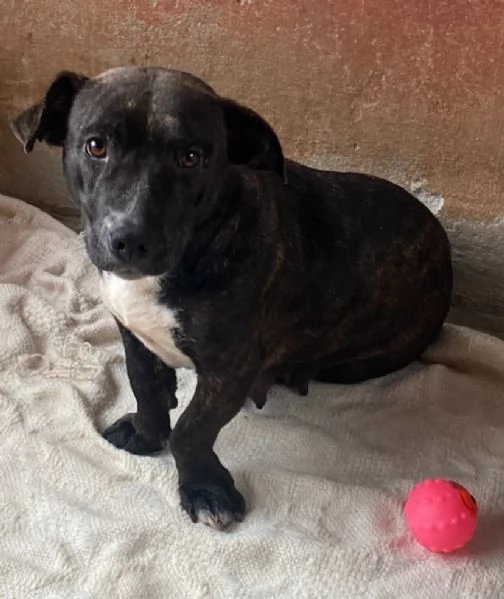 AMY 3 anni cerca adozione  dolce allegra ed affettuosa vive in canile | Foto 2