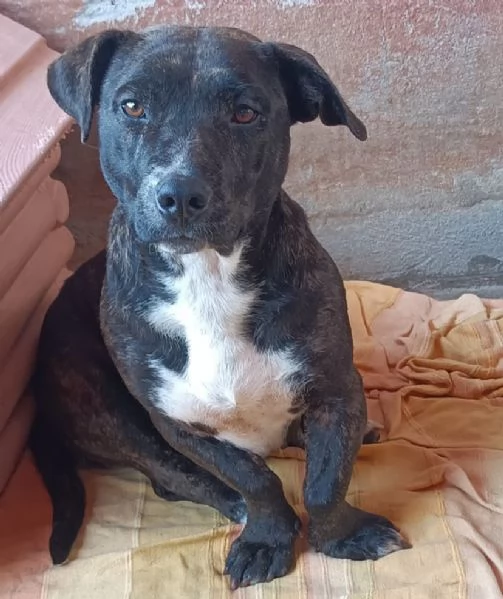 AMY 3 anni cerca adozione  dolce allegra ed affettuosa vive in canile | Foto 1