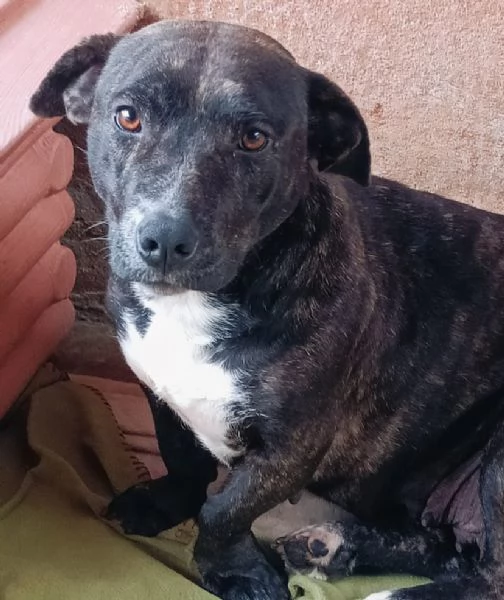 AMY 3 anni cerca adozione  dolce allegra ed affettuosa vive in canile | Foto 0