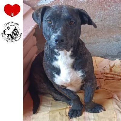 AMY 3 anni cerca adozione  dolce allegra ed affettuosa vive in canile