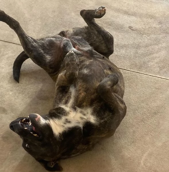 Wendy 2 anni dolce cagnolina taglia media cerca casa  | Foto 3