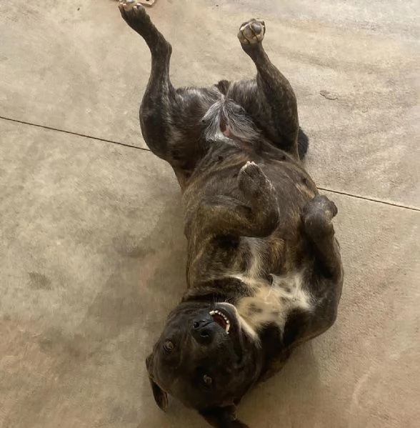 Wendy 2 anni dolce cagnolina taglia media cerca casa  | Foto 2