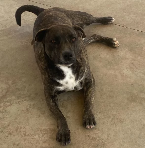 Wendy 2 anni dolce cagnolina taglia media cerca casa  | Foto 1