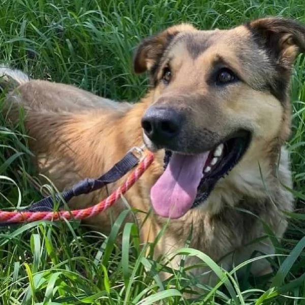 FULMINE dolce cagnolone cerca casa  adozione canile di Latina | Foto 2