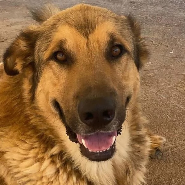 FULMINE dolce cagnolone cerca casa  adozione canile di Latina | Foto 1
