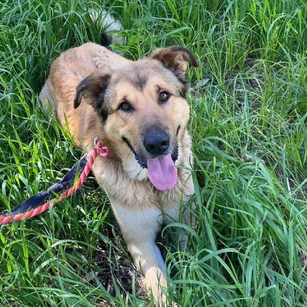 FULMINE dolce cagnolone cerca casa  adozione canile di Latina