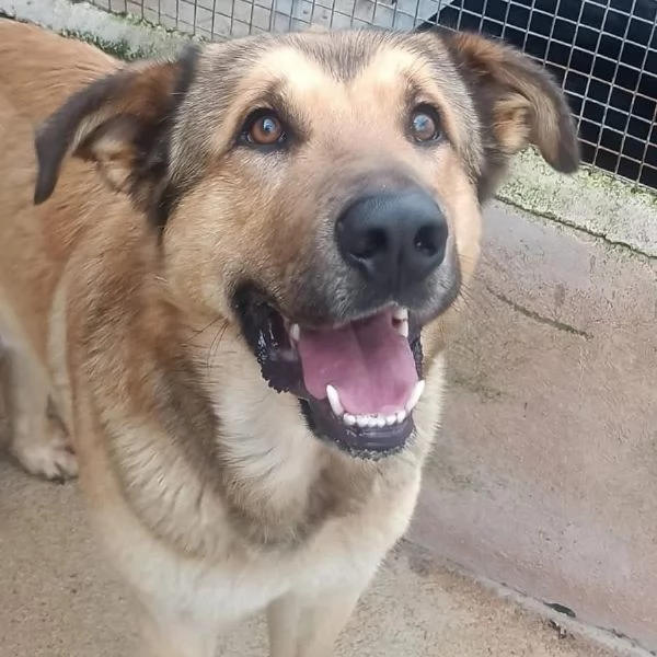 FULMINE dolce cagnolone cerca casa  adozione canile di Latina | Foto 0