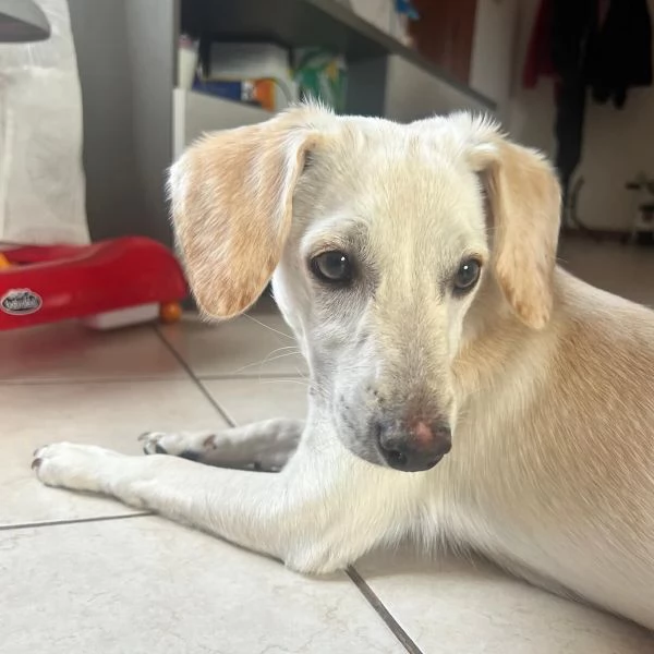 Gordon Cucciolo dolce ed allegro cerca casa  rinuncia di propriet