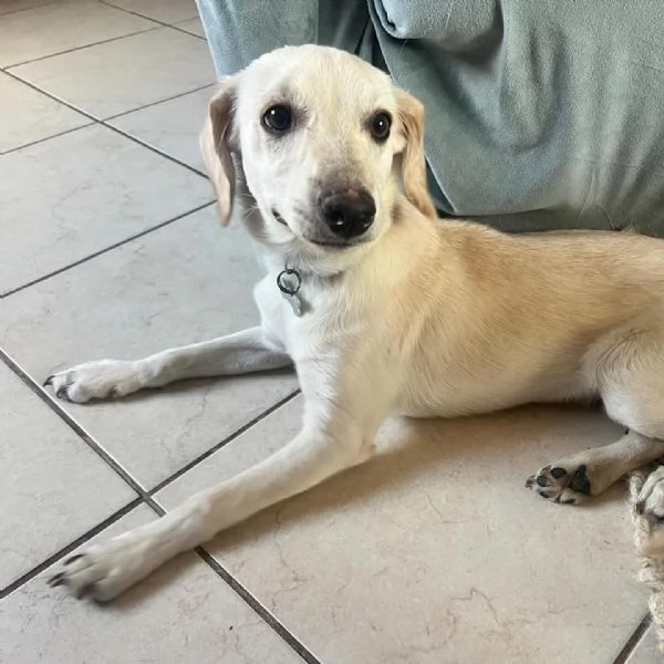 Gordon Cucciolo dolce ed allegro cerca casa  rinuncia di propriet | Foto 2