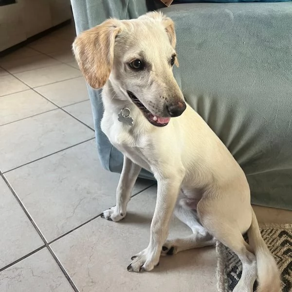 Gordon Cucciolo dolce ed allegro cerca casa  rinuncia di propriet | Foto 1