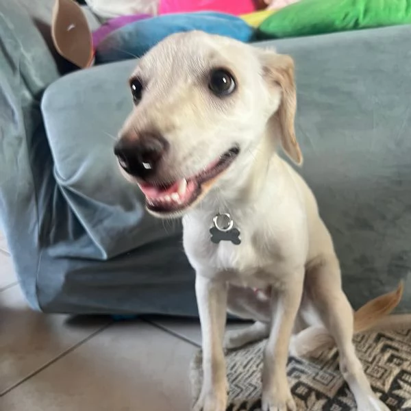 Gordon Cucciolo dolce ed allegro cerca casa  rinuncia di propriet | Foto 0