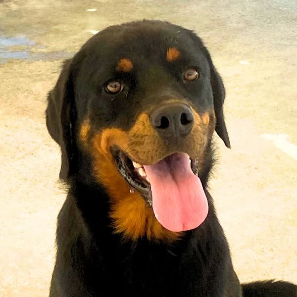 SHILA 1 anno simil rottweiler cerca casa  | Foto 3