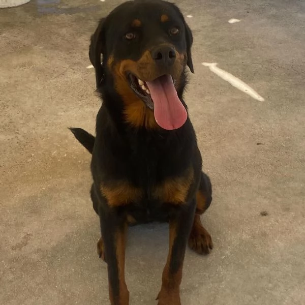 SHILA 1 anno simil rottweiler cerca casa  | Foto 1