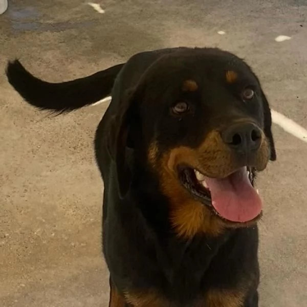 SHILA 1 anno simil rottweiler cerca casa  | Foto 0
