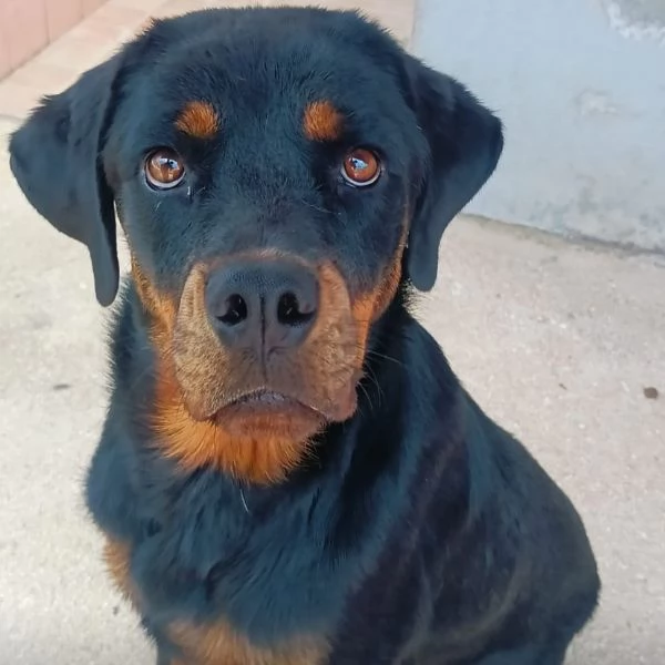 SHILA 1 anno simil rottweiler cerca casa 