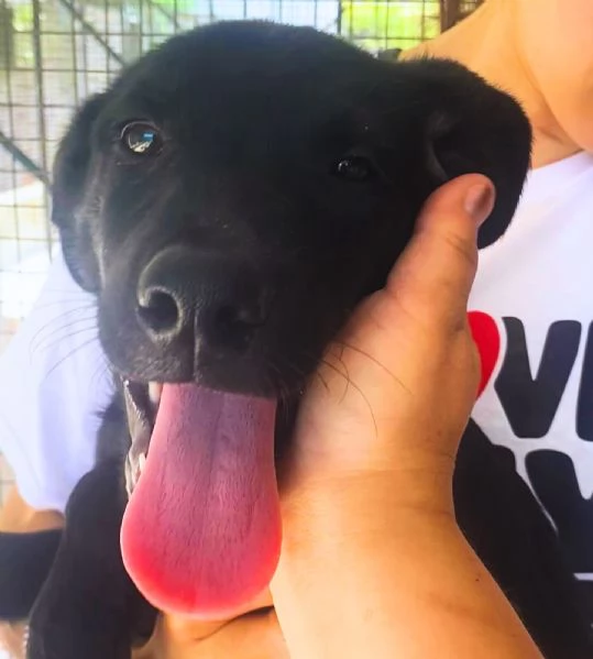 NINFA cucciola allegra e dolce 3 mesi cerca casa