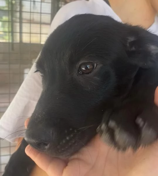 NINFA cucciola allegra e dolce 3 mesi cerca casa | Foto 5