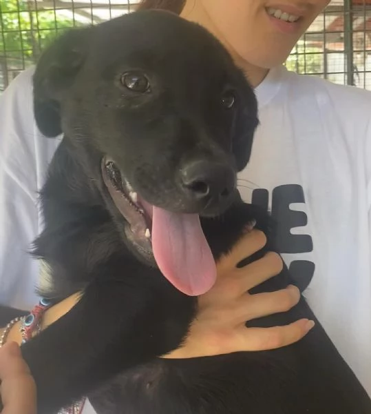 NINFA cucciola allegra e dolce 3 mesi cerca casa | Foto 4